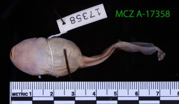 Media type: image;   Herpetology A-17358 Description: Specimen photo;  Aspect: whole body ventral